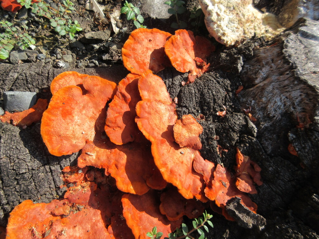 切り株にキノコ