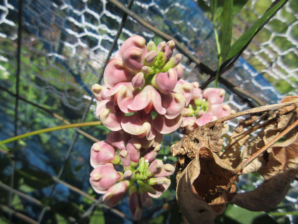 アメリカホドイモ