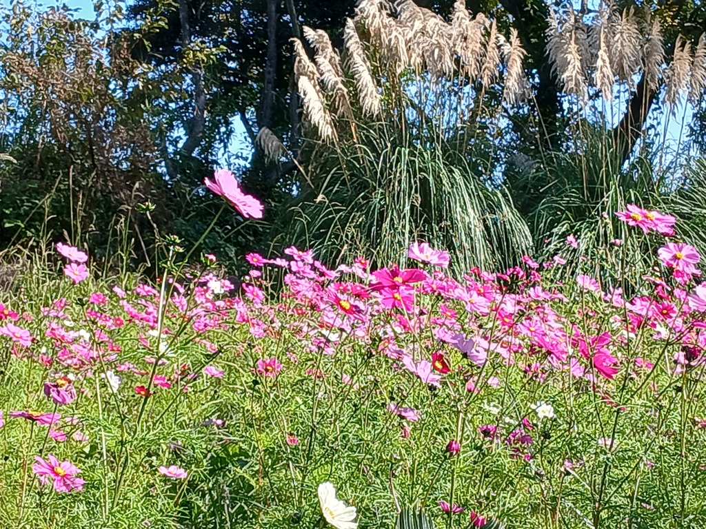 コスモスを見に