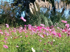 コスモスを見に