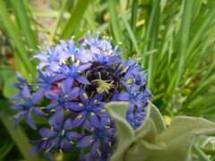 シラーベルビアナ