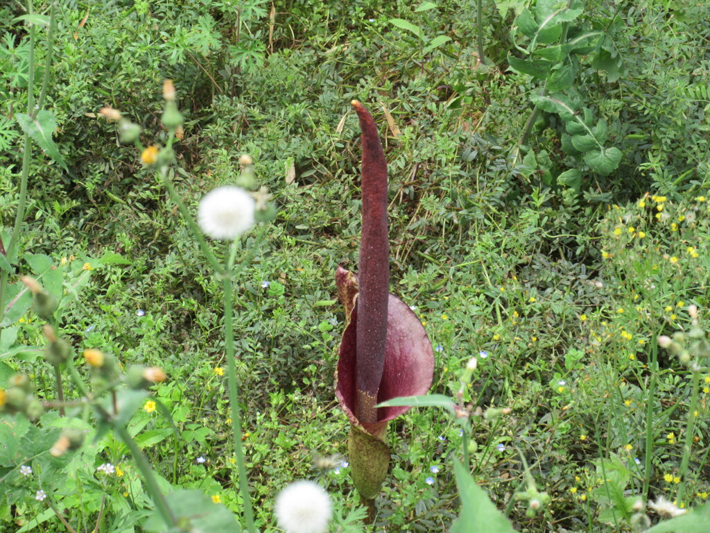 コンニャクの花