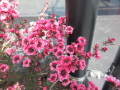 ギョリュウバイ