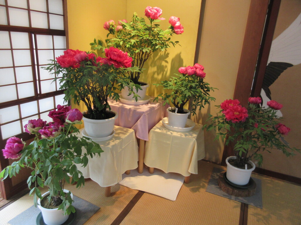 室内牡丹園