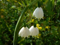 スノーフレーク