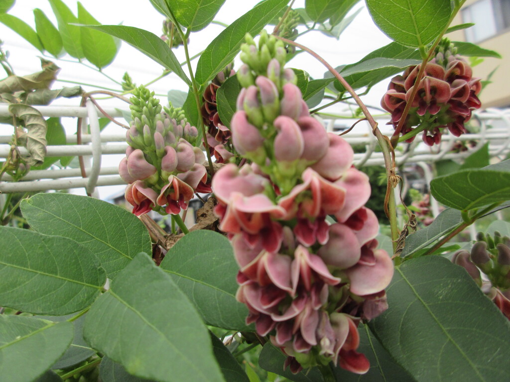 アメリカホドイモ