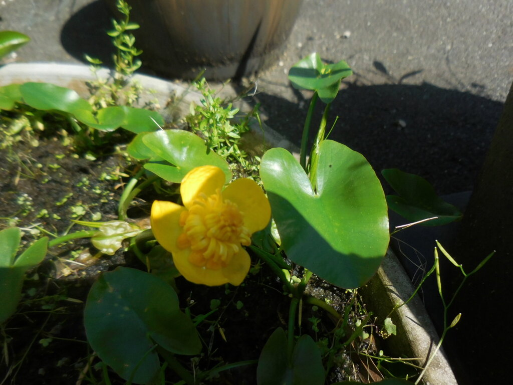 コウホネ