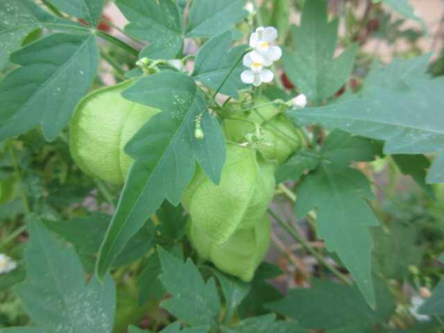 ふうせんがずら