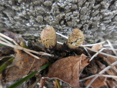 つくしが顔を出す