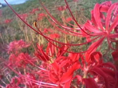 彼岸花