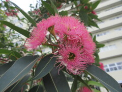 ユーカリの花
