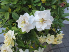 八重のクチナシ