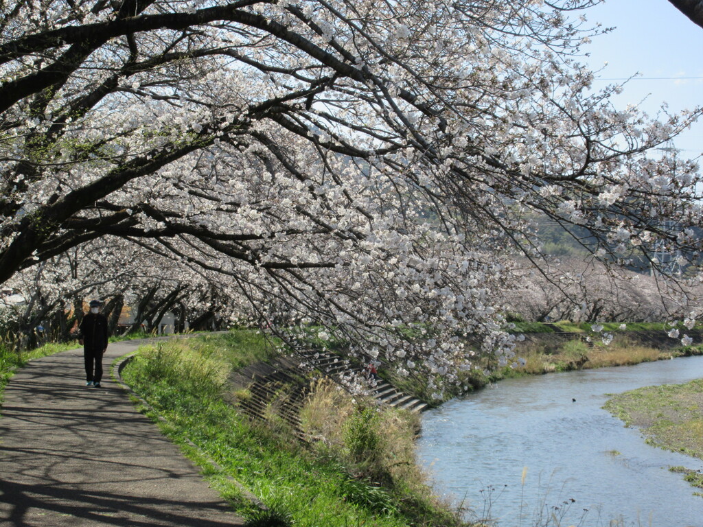 丸子川の桜