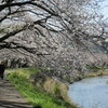 丸子川の桜