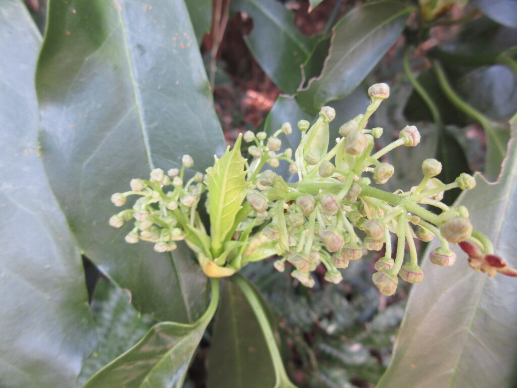 新芽が芽吹く