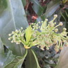 新芽が芽吹く