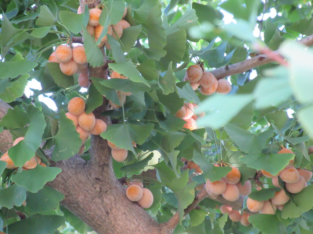 実りの秋　銀杏