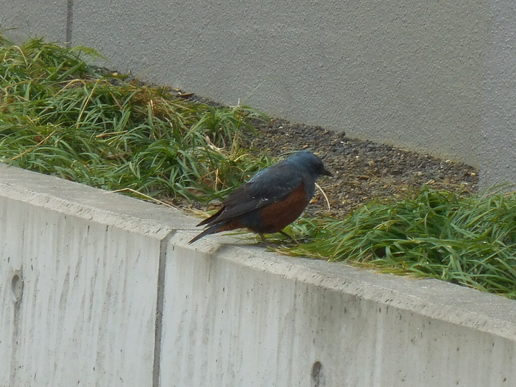 イソヒヨドリ