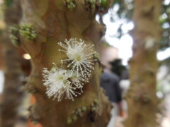 ジャポチカバの花