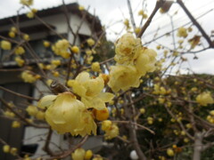 蠟梅も満開