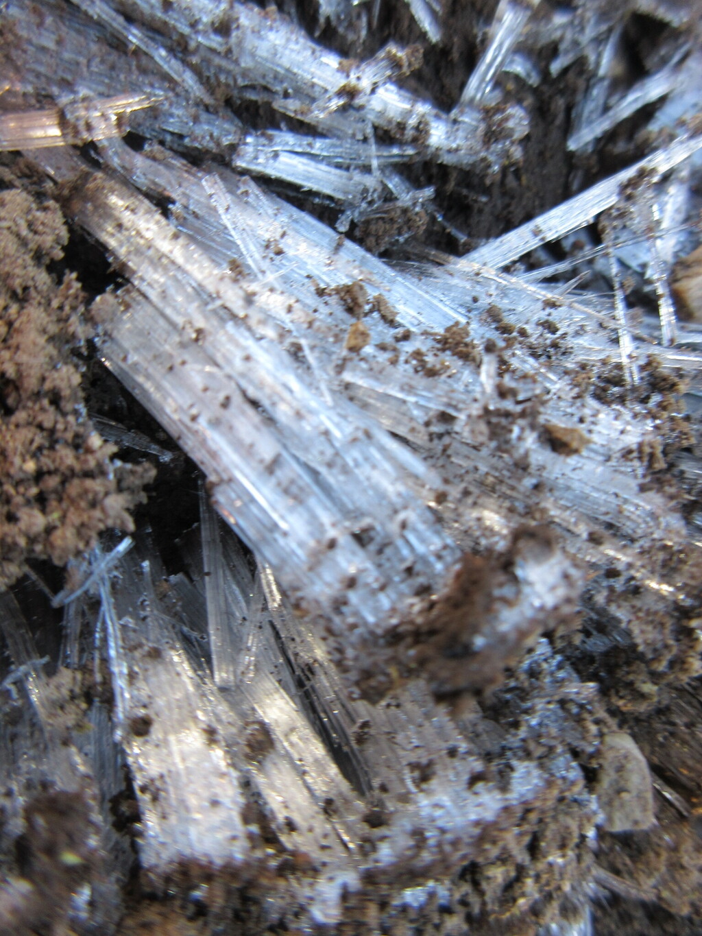 久しぶりの霜柱