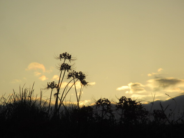 夕焼け彼岸花