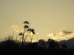 夕焼け彼岸花