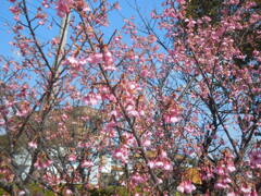 桜まつり