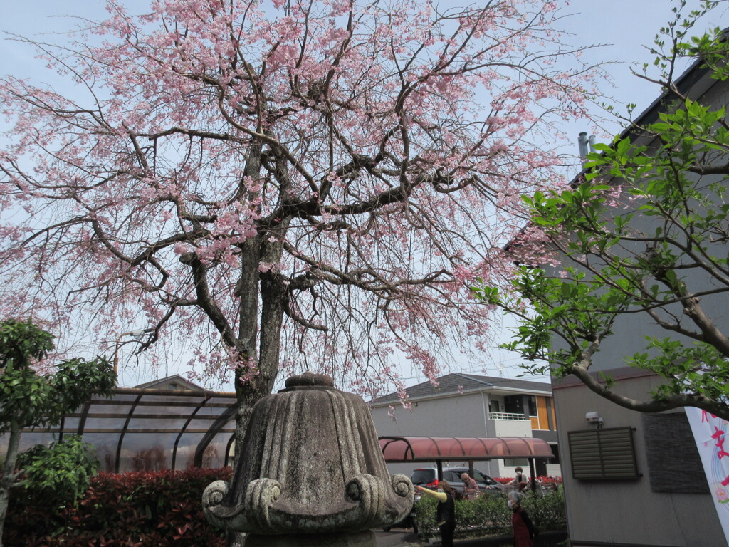お寺の枝垂桜