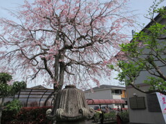 お寺の枝垂桜