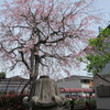 お寺の枝垂桜