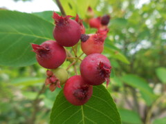 ジューンベリーラマルキー