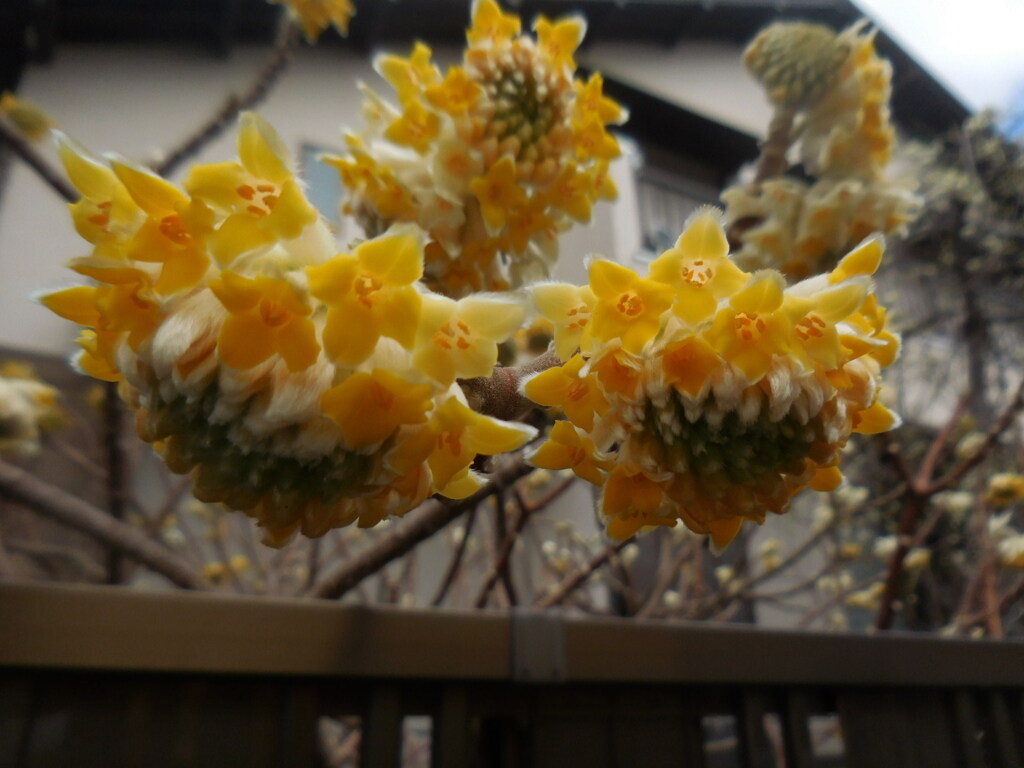 ミツマタの花