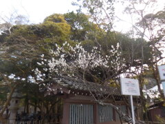 高徳院の梅