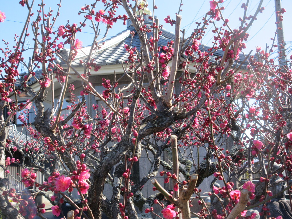 近くのお寺の紅梅