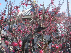 近くのお寺の紅梅