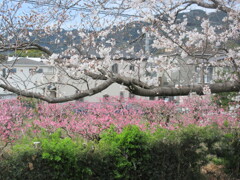 桜並木の向こうに桃畑
