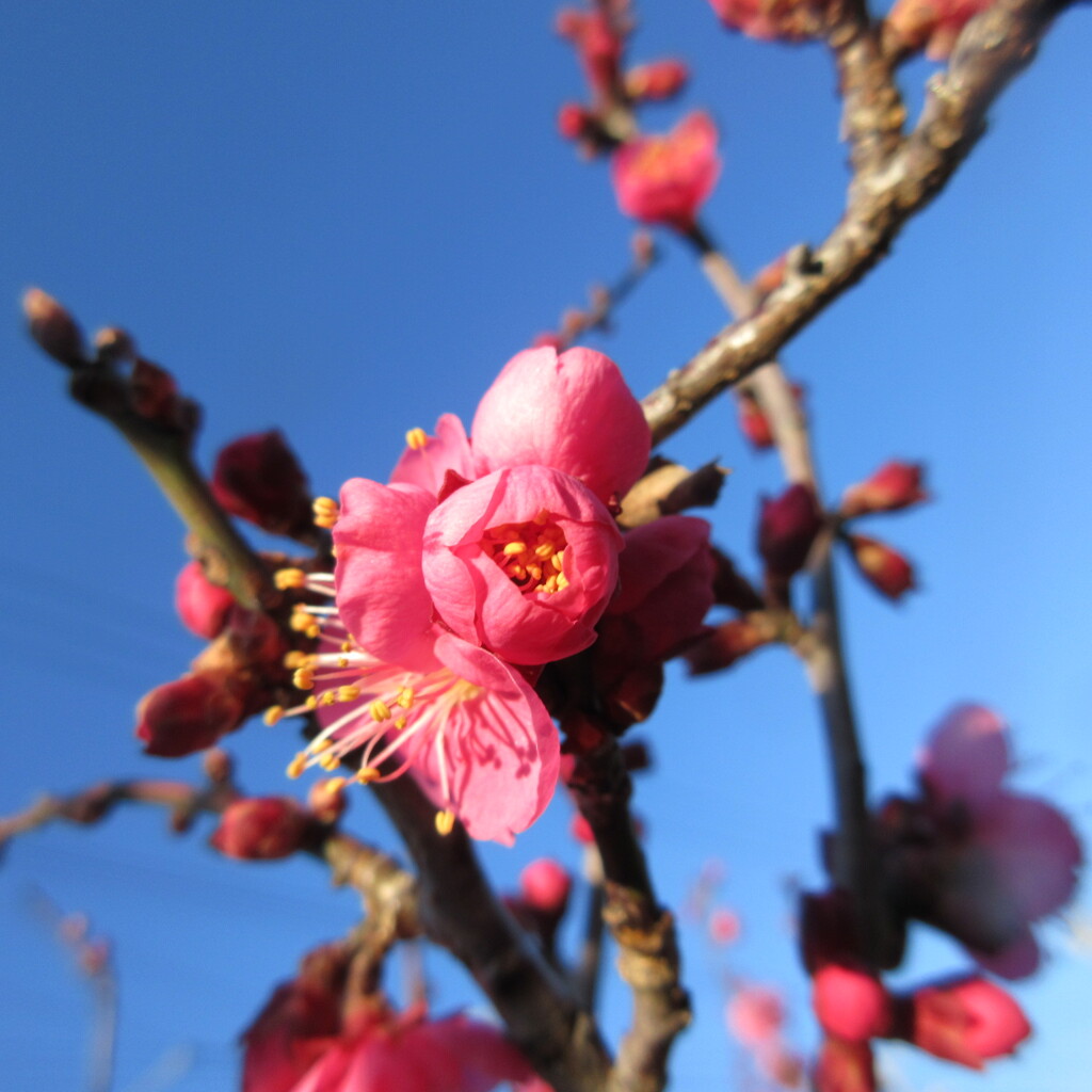 紅梅