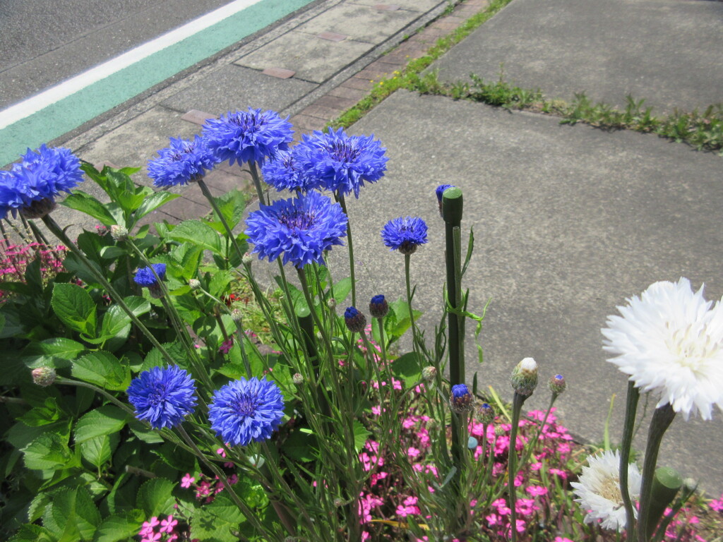ヤグルマソウ