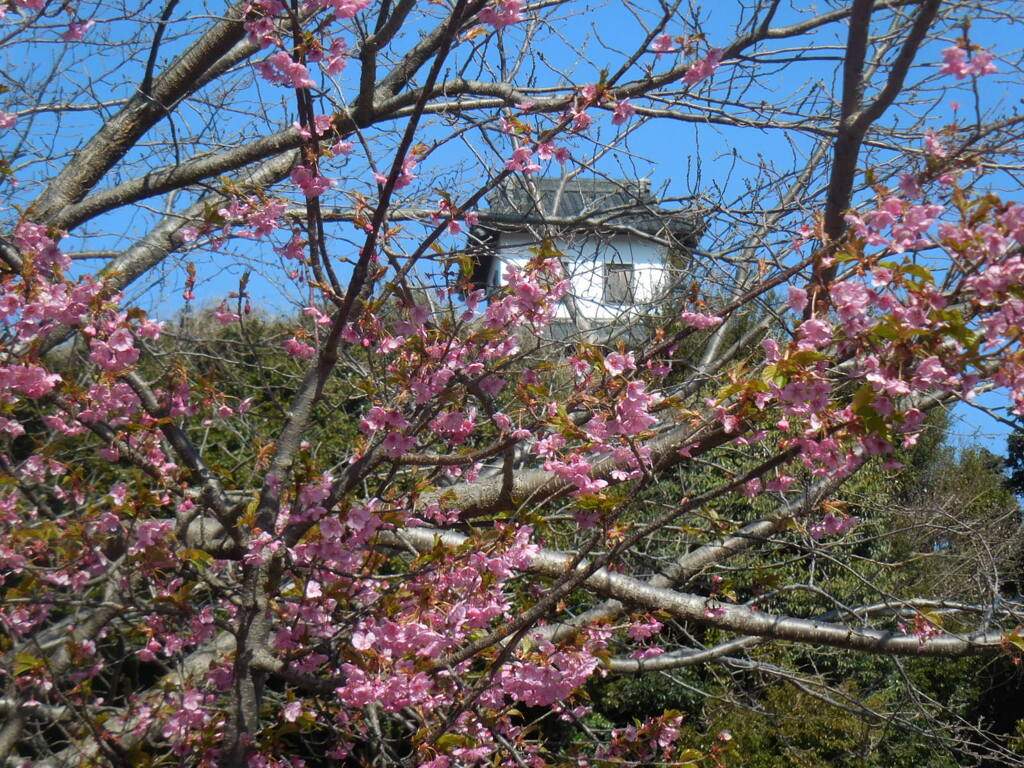 桜の向こうに