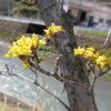 山茱萸