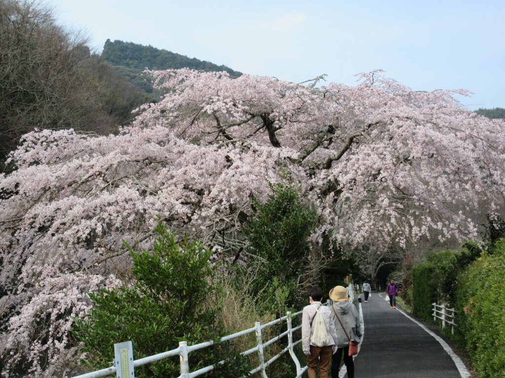 枝垂れ桜