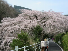 枝垂れ桜