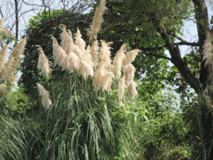 パンパスグラス