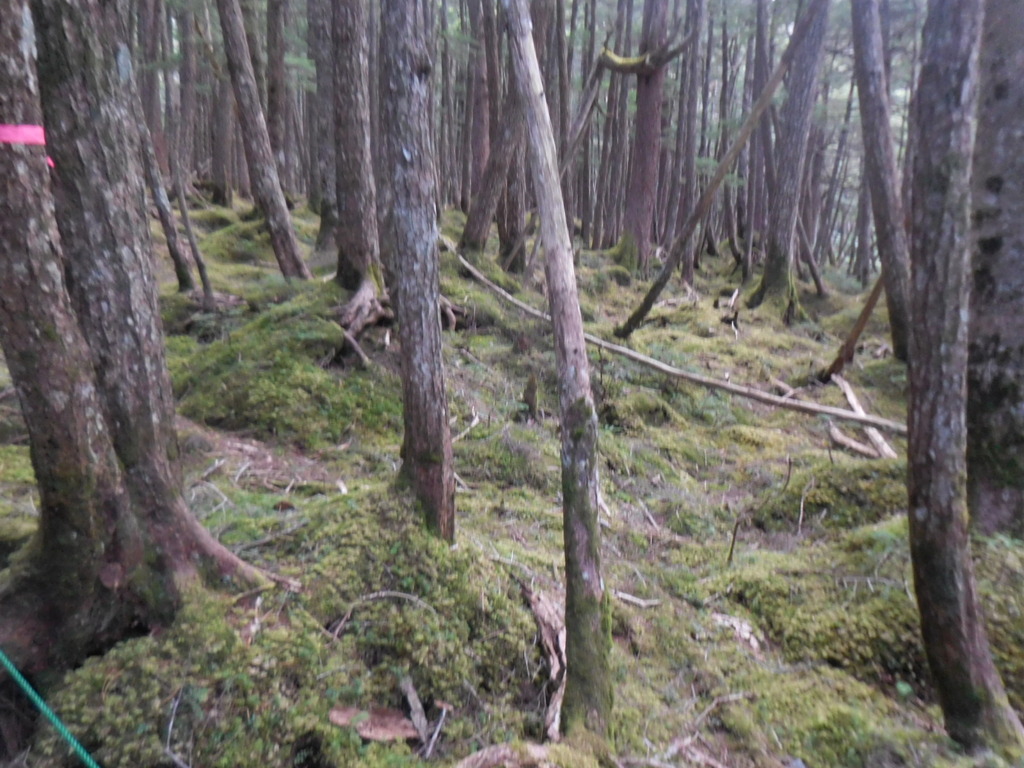 苔むす