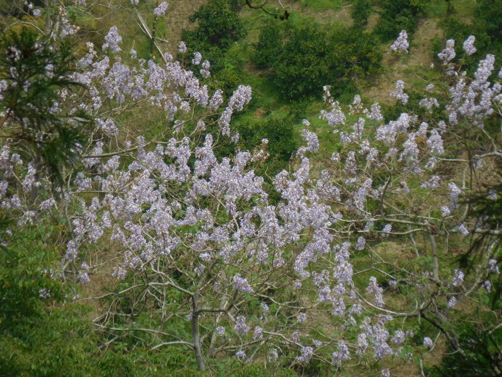 桐の花