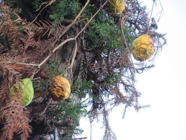 キカラスウリの実