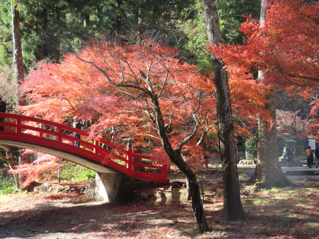 大同院の紅葉