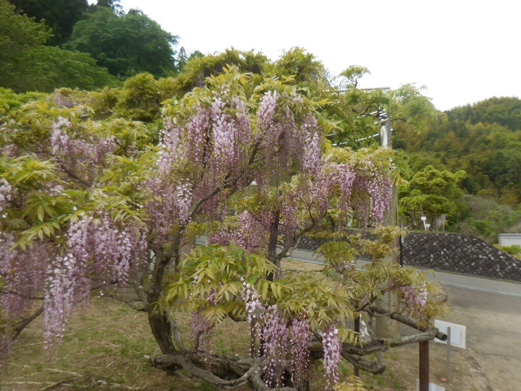 木立の藤