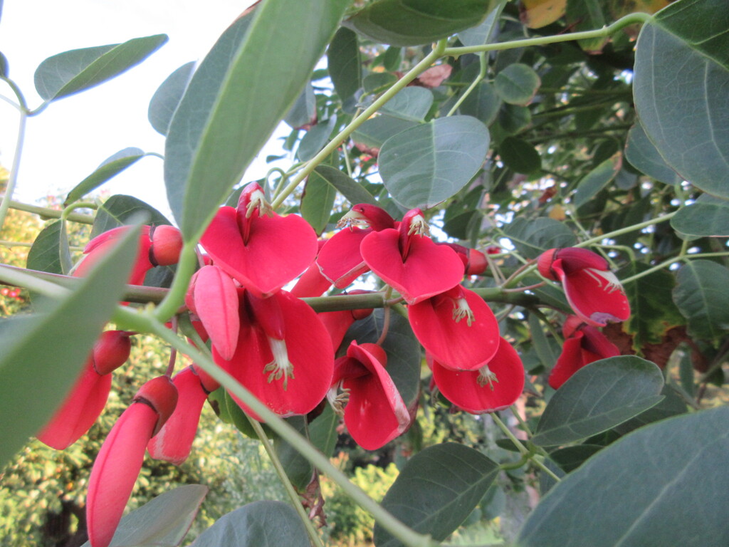 アメリカデイゴ